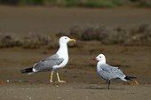 Size comparison between a Yellow-legged Gull (Larus michahellis ) and Audouin's Gull (Ichthyaetus audouinii) ground