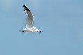 Audouin's Gull (Ichthyaetus audouinii) in flight