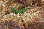 Western Green Lizard (Lacerta viridis bilineata) on rock