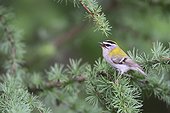 Common Firecrest (Regulus ignicapillus) singin on a branch in spring