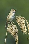 Great Reed Warbler (Acrocephalus arundinaceus) singing on reed