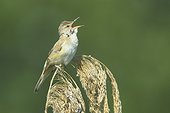 Great Reed Warbler (Acrocephalus arundinaceus) singing on reed