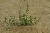 Prickly Saltwort (Salsola kali) in sand