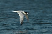 Sandwich tern (Sterna sandvicensis) in flight with fish in beak