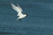 Sandwich tern (Sterna sandvicensis) bridal livery in flight