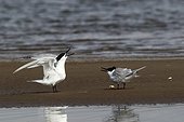 Sandwich tern (Sterna sandvicensis) courtship behaviour