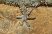 Crocodile Gecko (Tarentola mauritanica) pawn on rock