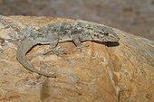 Crocodile Gecko (Tarentola mauritanica) on rock