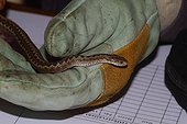 Ursini's viper (Vipera ursinii) examination of an individual by a scientific, life program, France