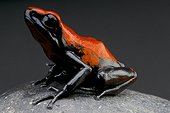 Splash-backed poison frog (Adelphobates galactonotus) on black background