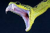 Portrait of Great Lakes viper (Atheris nitschei) open mouth on black background