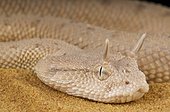 Portrait of Arabian horned viper (Cerastes gasperettii) on sand