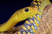 Portrait of Jackson's Black Tree Snake (Thrasops jacksonii)