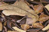 Portrait of Gaboon viper (Bitis gabonica)