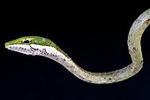 Portrait of Cape twig snake (Thelotornis capensis) on black background