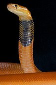 Portrait of Red spitting cobra (Naja pallida) on black background