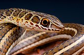 Portrait of Sand snake (Psammophis sibilans), Egypt