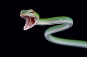 An attacking oriental vine snake (Ahaetulla nauseate). These are diurnal sight hunters and rear fanged venomous. They are found in Southeast Asia.