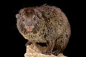 Western tree hyrax (Dendrohyrax dorsalis) on black background