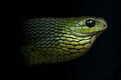 Portrait of Boomslang (Dispholidus typus) male on black background