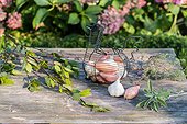 Garlic and Shallot on an outdoor table in a garden