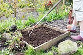 Planting of strawberry plants in a square garden