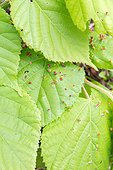 Gallbladder on hazelnut leaves