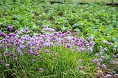 Chive in bloom in a garden