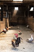 Gallic rooster in the barnyard