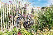 Bicycle on a palissade in a garden