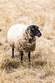 Suffolk sheep in its meadow