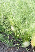 Fennels in an organic garden