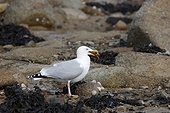 Herring Gull (Larus argentatus) having caught a crab on the Sillon de Talbert, Pleubian, Brittany, France