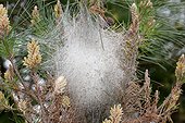 Nest of Pine processionary moth (Thaumetopoea pityocampa) on the site of the dune of Vieux-Bourg, Frehel, Brittany, France