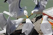 Herring Gull (Larus argentatus) fighting over the remains of a fish on the dock of the port in St Valery Caux, Normandy, France