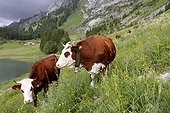 Vaches Abondance près du lac des Confins, Caine des Aravis, Alpes, France