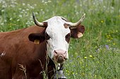 Portrait of Cow Abondance near Lake Confins Chaine des Aravis, Alps, France