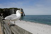 Herring Gull (Larus argentatus) on a railing, Etretat, Normandy, France