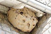 Asian predatory Hornet (Vespa velutina) under the roof of a house, Brittany, France