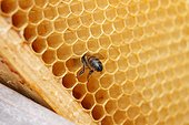 Abeille à miel (Apis mellifera) dans une alvéole à Heurteauville, Normandie, France