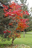 Japanese maple (Acer japonicum) in autumn at Parc Floral de Paris 12th, France