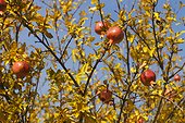 Pomegranates (Punica granatum) in autumn, near the Sacre Coeur Basilica in Paris 18th, France