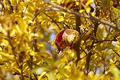 Pomegranate (Punica granatum) open showing his arils autumn, near the Sacre Coeur Basilica in Paris 18th, France