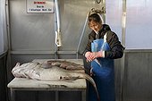 Preparation for the sale of fish of the day with a big cod (Gadus morhua) freshly caught in Quiberville Sur Mer, Normandy, France
