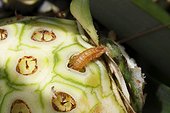Parasitic caterpillar of Pineapple borer (Thecla basilides) in a Pineapple, Costa Rica