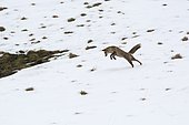 Red fox (Vulpes vulpes) hunting in snow, PNR Volcans d'Auvergne, Auvergne, France