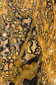 Leopard skin jasper, cryptocrystaline quartz, Mexico