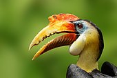 Wrinkled Hornbill (Aceros corrugatus), male, portrait, native to Malaysia and Indonesia, captive, Germany, Europe