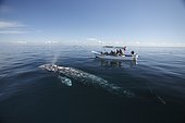 Gray Whale (Eschrichtius robustus) surfaces to breathe alongside whale-watching boat with tourists. Magdalena Bay, Baja, Mexico.