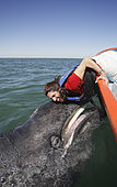Gray Whale (Eschrichtius robustus). Friendly calf approaches boat and makes contact with lucky tourist. San Ignacio Lagoon, Baja, Mexico.
